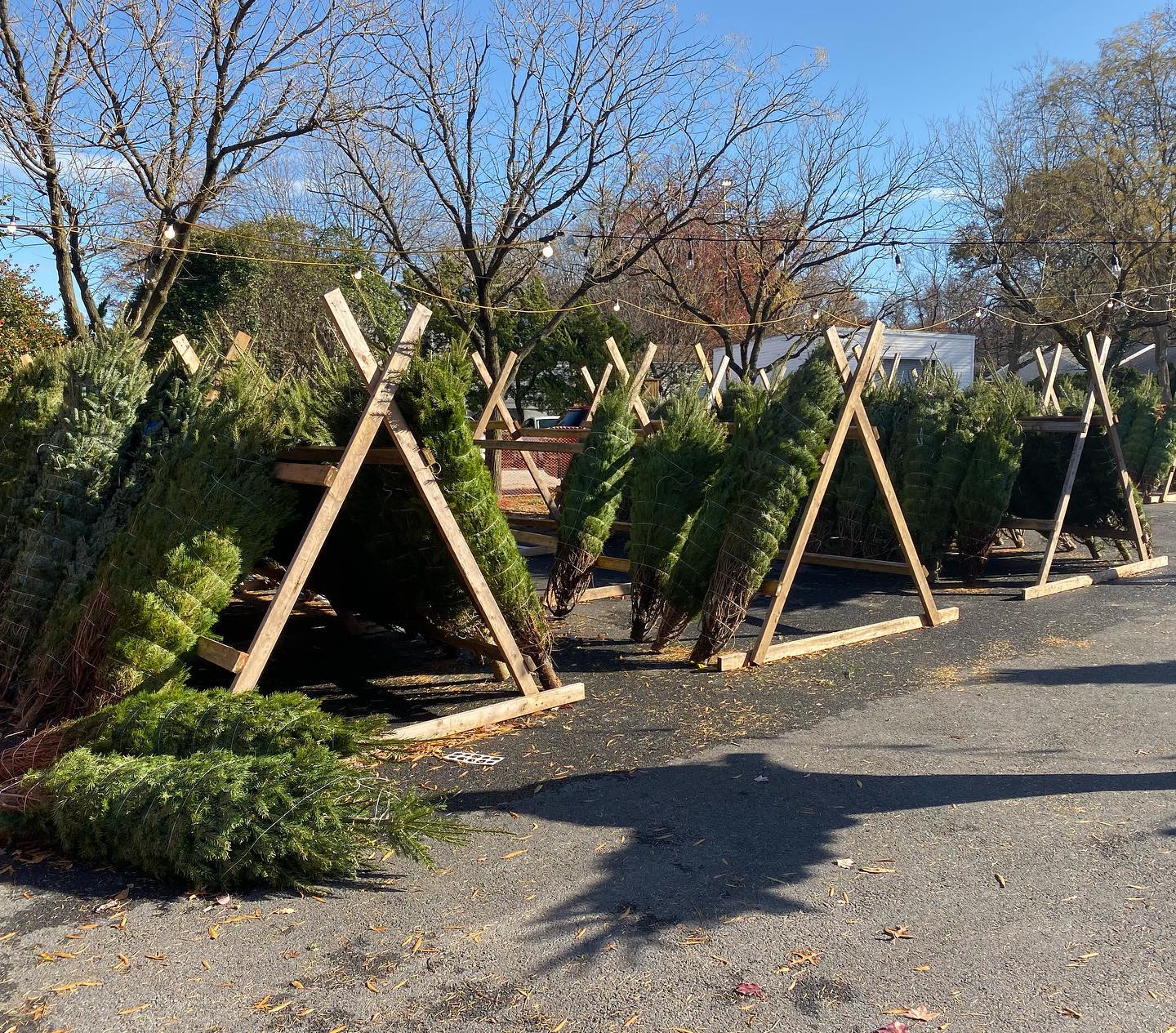 Christmas Tree Fundraiser Sale! Berwyn Heights Volunteer Fire